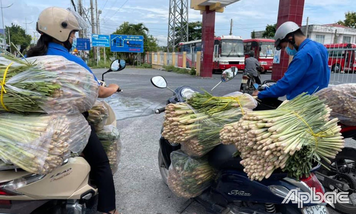 Nhiều người dân thu hoạch rau, củ hỗ trợ khu cách ly, phong tỏa