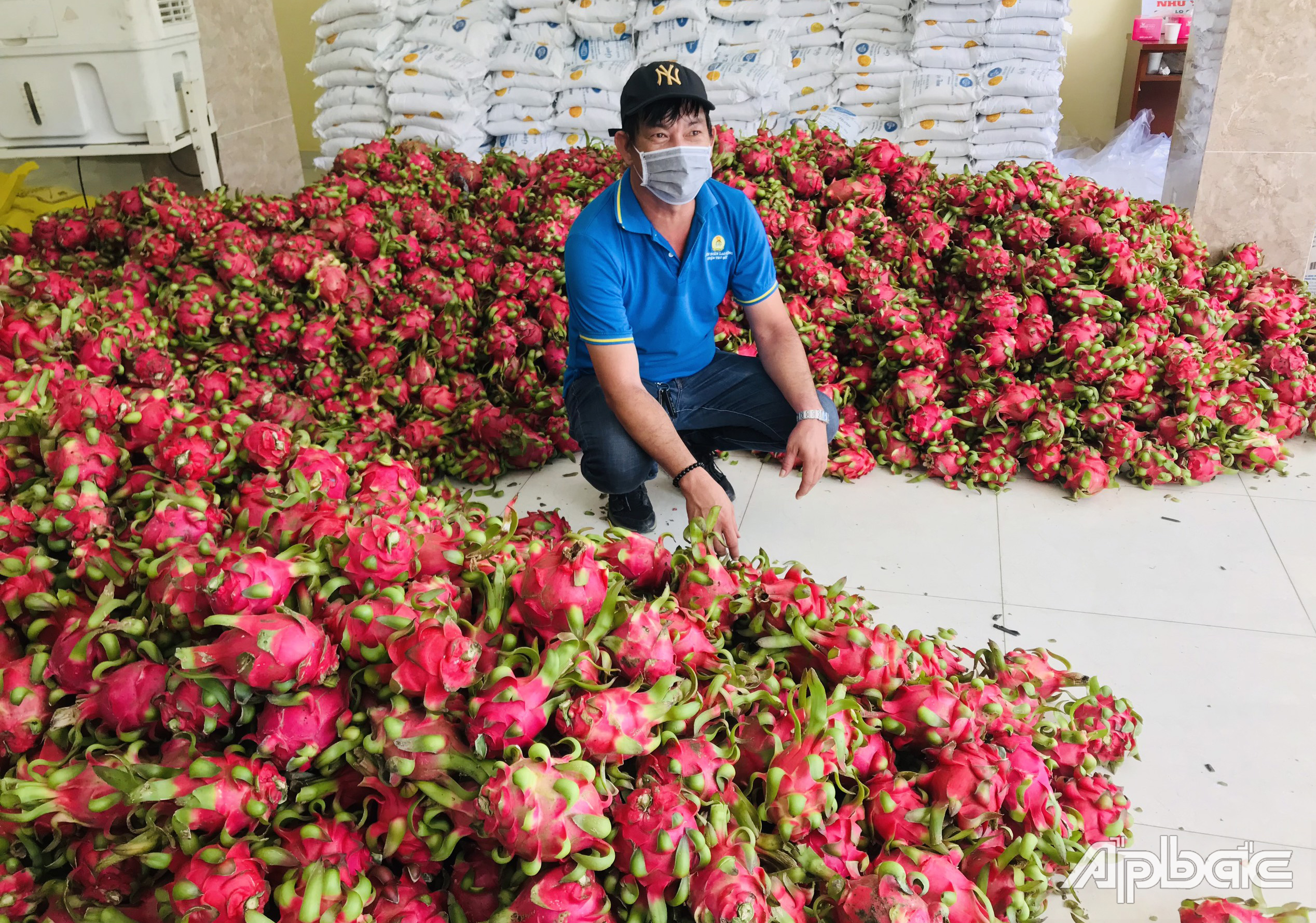 Thanh long chuẩn bị chuyển cho bà con ở TP. Hồ Chí Minh.