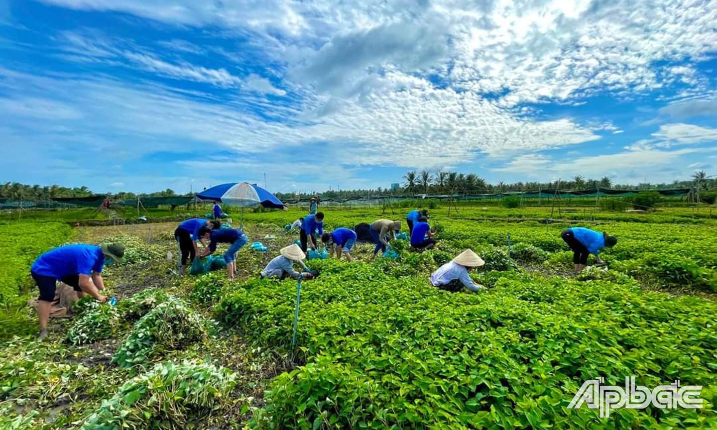 Ở khắp nơi, hình ảnh các bạn trẻ khoác trên mình áo xanh tình nguyện ra đồng cùng người dân vượt khó khăn…