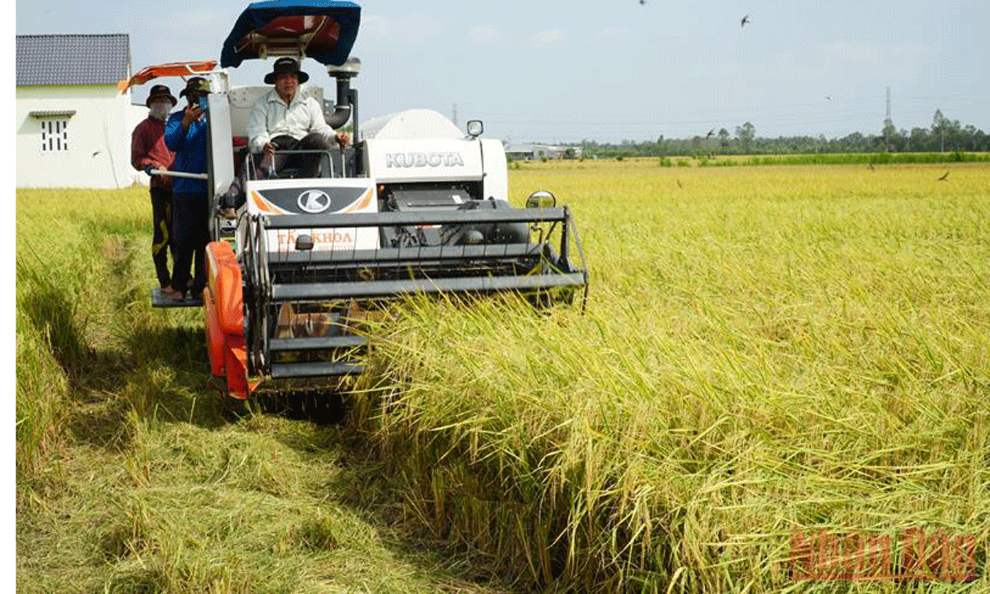 Bà con nông dân tỉnh Sóc Trăng thu hoạch lúa hè thu. (Ảnh NGUYỄN PHONG)