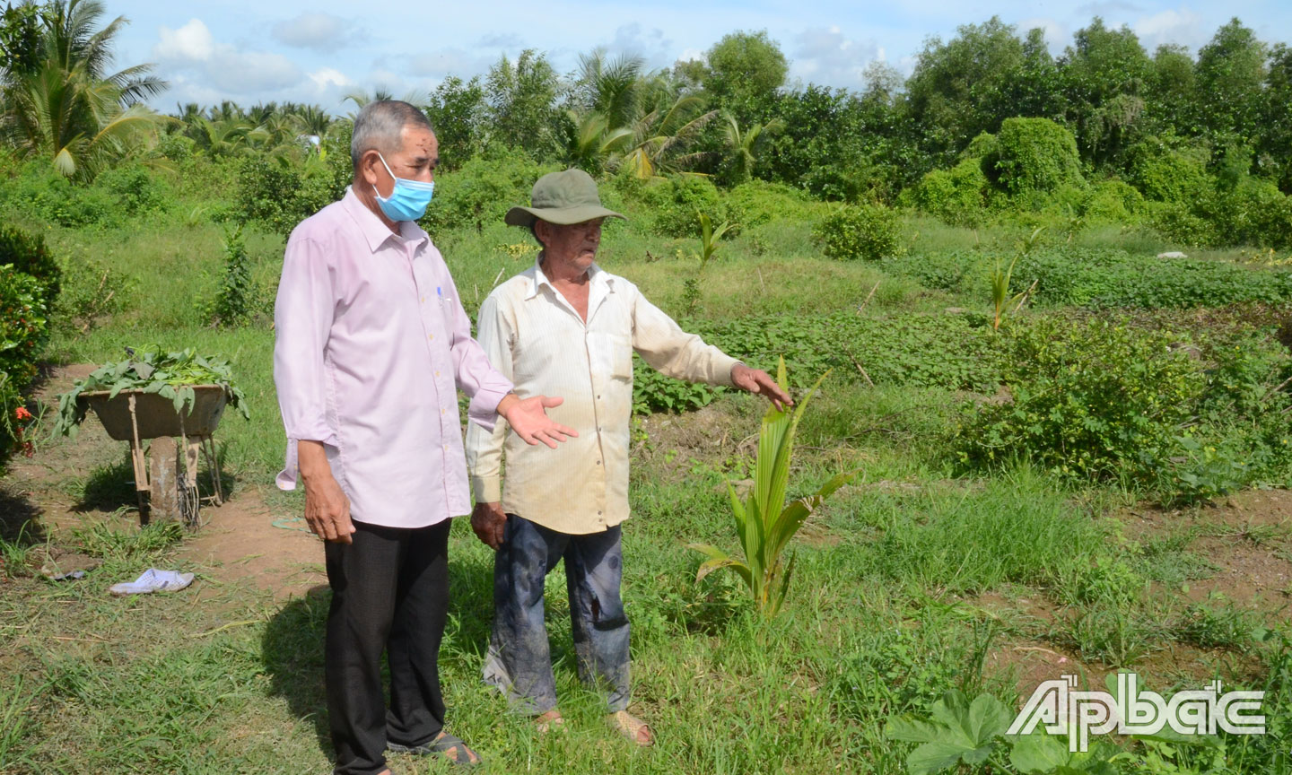Ông Hai Phước tiếc nuối khi phải đốn bỏ vườn mãng cầu Xiêm của gia đình.