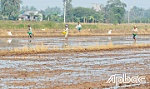 Vụ lúa đông xuân 2021 - 2022 ở khu vực phía Đông: Xuống giống trễ, nguy cơ vướng mặn