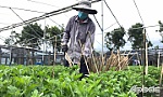 Mùa hoa tết nhiều nỗi lo