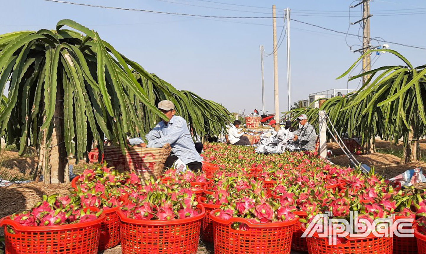 Huyện Chợ Gạo - “vương quốc” của trái thanh long.