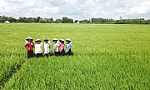 Đẩy mạnh liên kết sản xuất gạo chất lượng cao