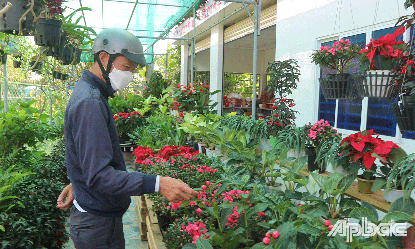 Cơ sở kinh doanh hoa kiểng Trí Kiểng đã nhập các mặt hàng hoa kiểng phục vụ thị trường tết nhưng khách hàng rất thưa thớt