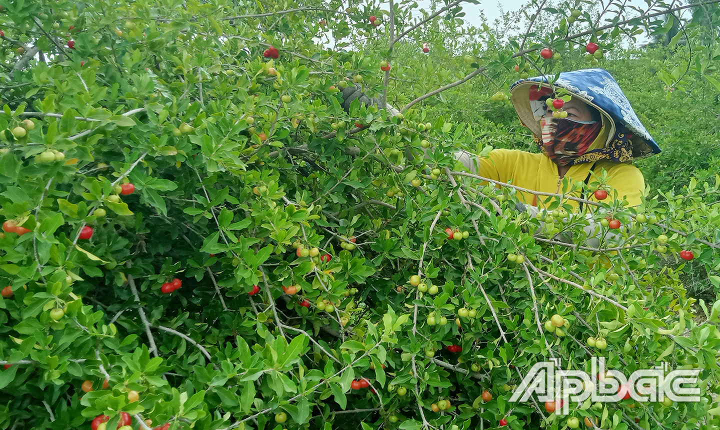 nông dân thu hoạch trái sơ ri.