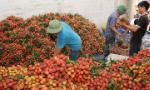 Tìm giải pháp đẩy mạnh tiêu thụ trái cây