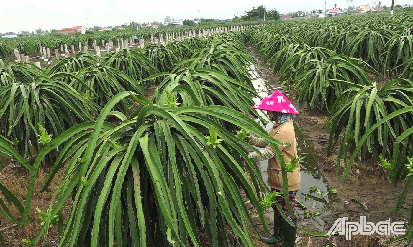 Người dân chăm sóc cây thanh long