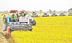 Xây dựng thương hiệu cho gạo Việt Nam