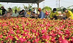Đầu tư cho chế biến nông sản