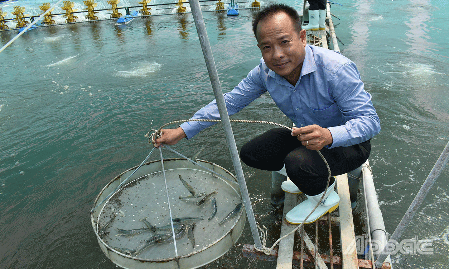 Giá tôm thẻ chân trắng đang duy trì ở mức cao.