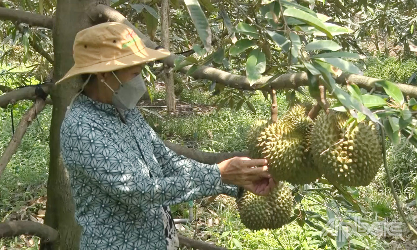  Nông dân xã Nhị Quý  chăm sóc sầu riêng.