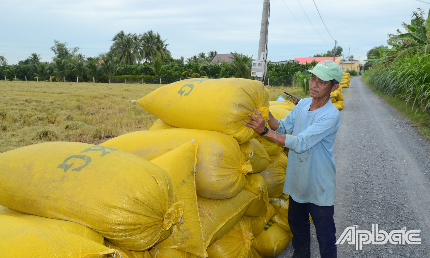 Ông Ngoan kiểm tra số lượng lúa vừa mới thu hoạch xong.