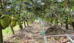ĐBSCL có trên 73.500 héc ta đất lúa chuyển sang cây trồng khác trong năm 2022