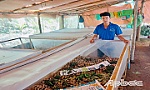 Khởi nghiệp từ nuôi dế tự nhiên