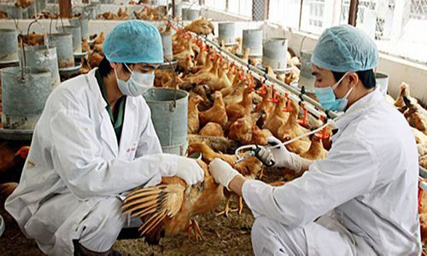 Tích lũy từ năm 2003 đến nay, cả nước ghi nhận 128 trường hợp nhiễm cúm A/H5