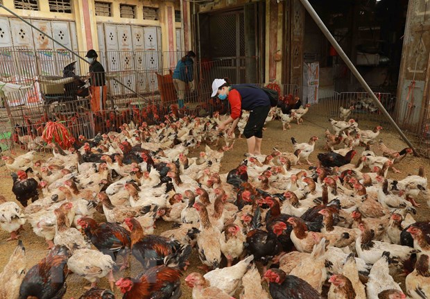 Dịch cúm gia cầm vẫn được ghi nhận rải rác trên đàn gia cầm ở nhiều địa phương. (Ảnh: TTXVN/Vietnam+)