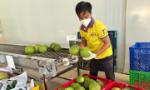 Bến Tre chuẩn bị xuất khẩu lô bưởi da xanh đầu tiên sang thị trường Hoa Kỳ