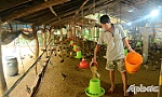 Sẵn sàng nguồn cung gia súc, gia cầm