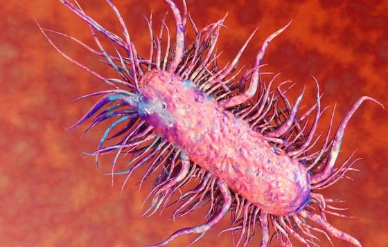 Vi khuẩn Burkholderia Pseudomallei.