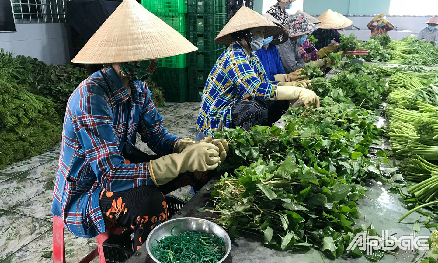 Hoạt động tại HTX Rau an toàn Phú Quới (xã Yên Luông, huyện Gò Công Tây).