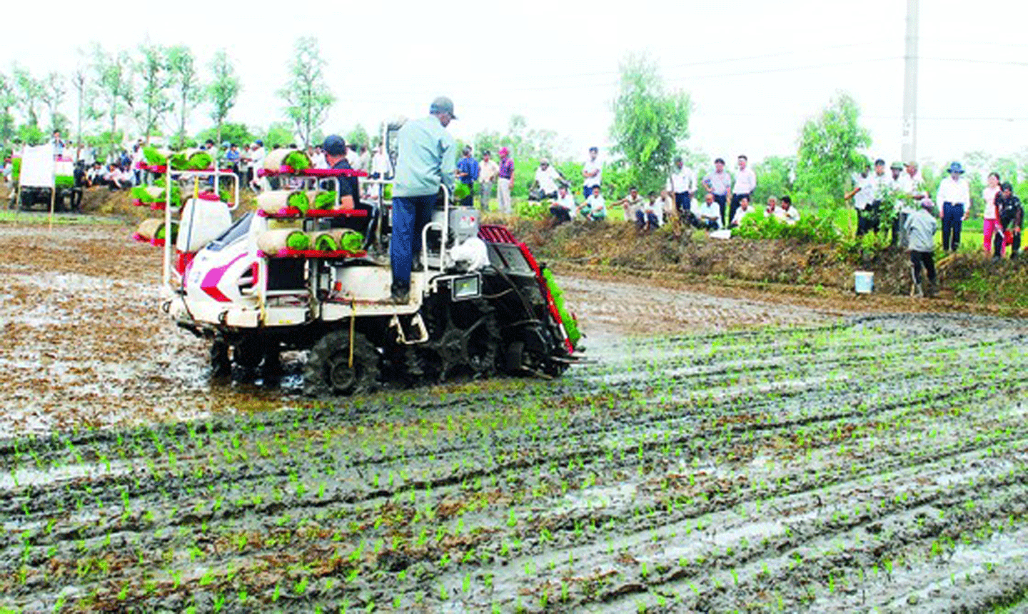 Các địa phương vùng ĐBSCL đang khẩn trương xuống giống. Ảnh: NGỌC PHÚC
