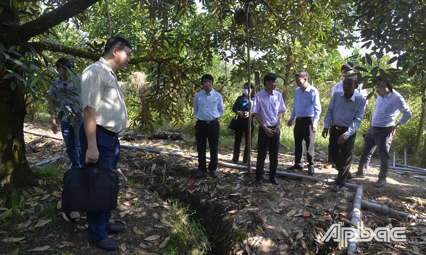 Đoàn đến khảo sát một vườn sầu riêng tại ấp Hội Lễ, xã Hội Xuân, huyện Cai Lậy.