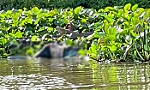 Truy tìm tung tích người đàn ông tử vong trên sông Tiền