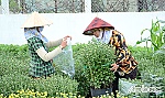 Hoa tết sẵn sàng lên phố