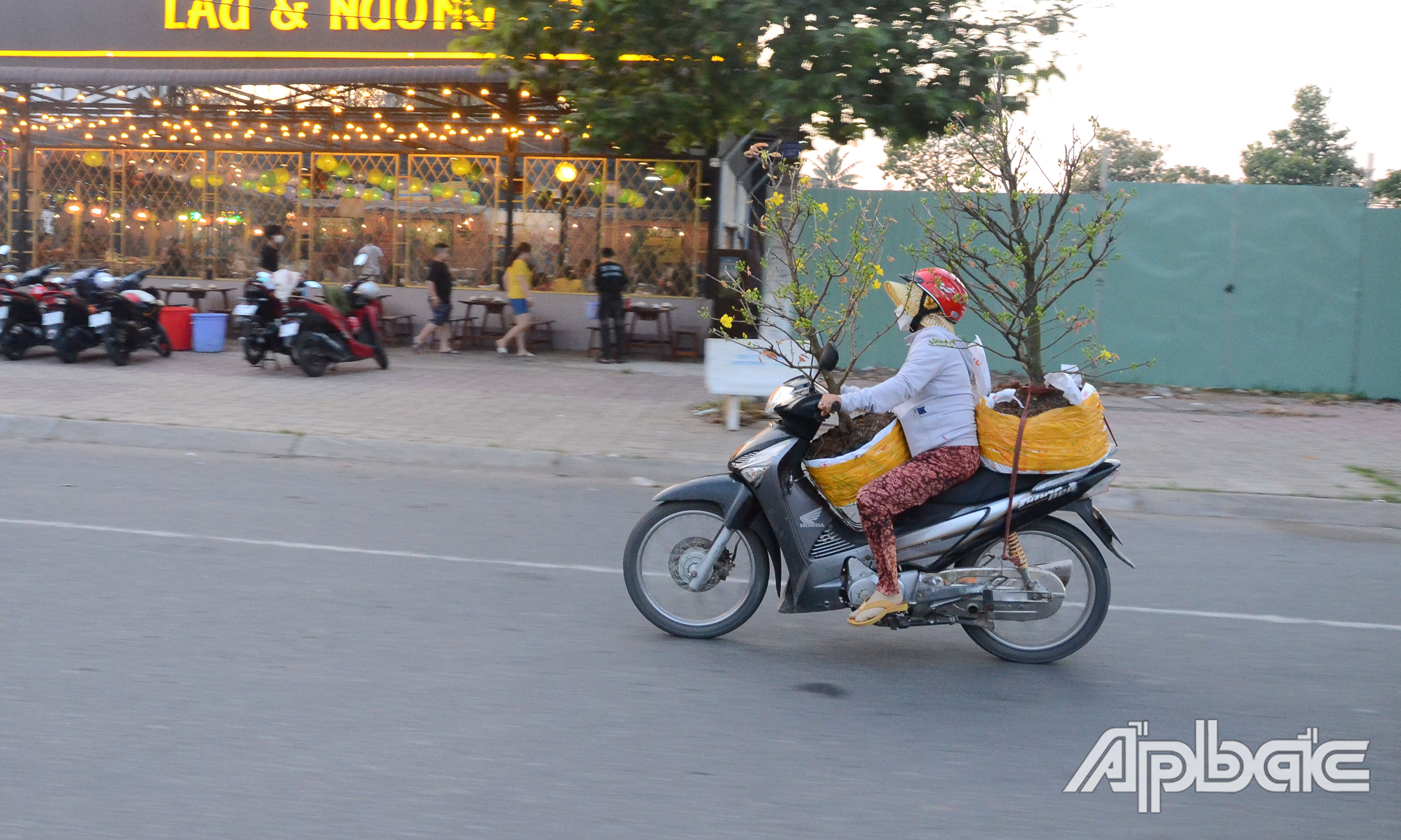 Chở mai về chưng tết.