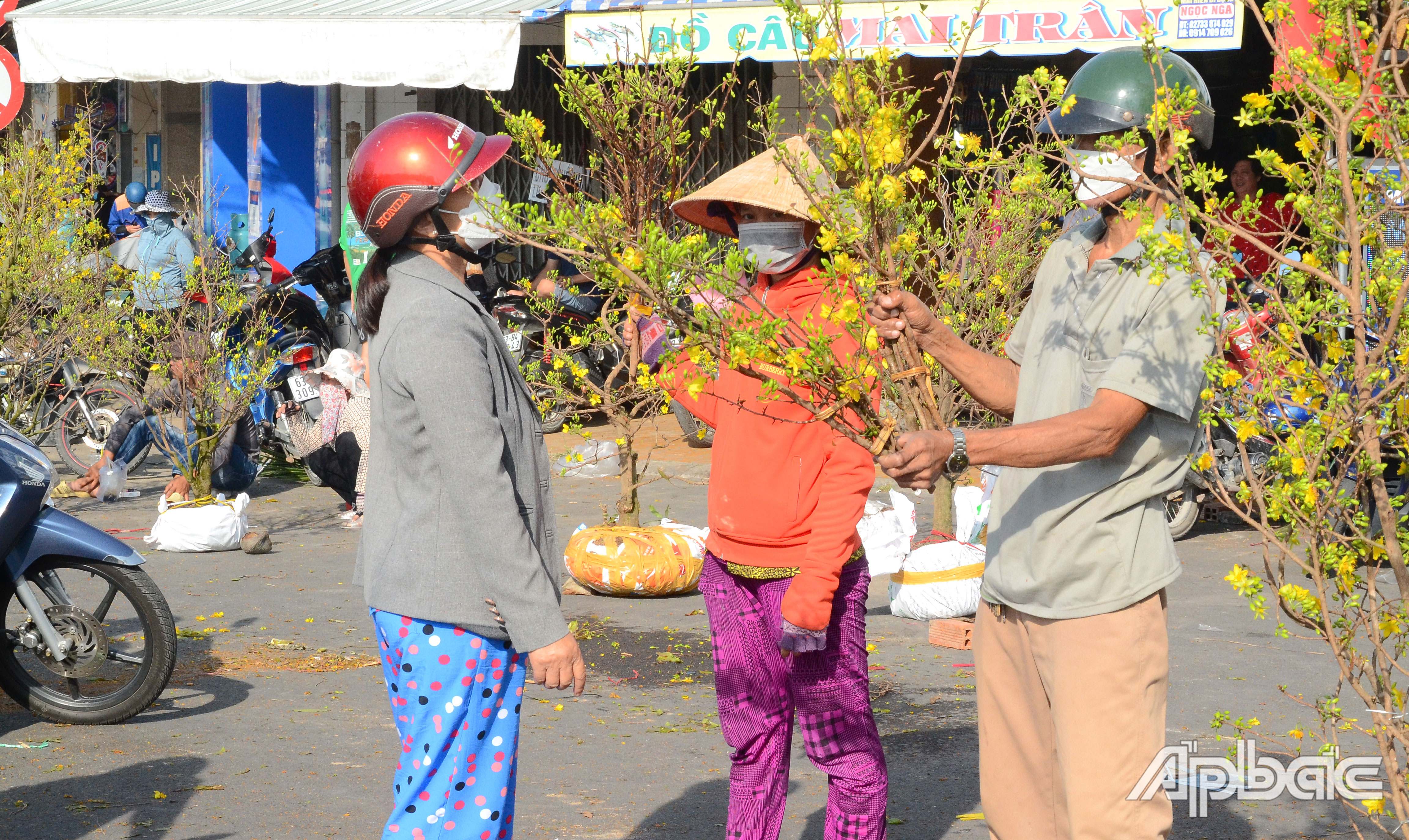 Người dân bán mai nhánh chưng tết tại khu vực phường 1, TP. Mỹ Tho.