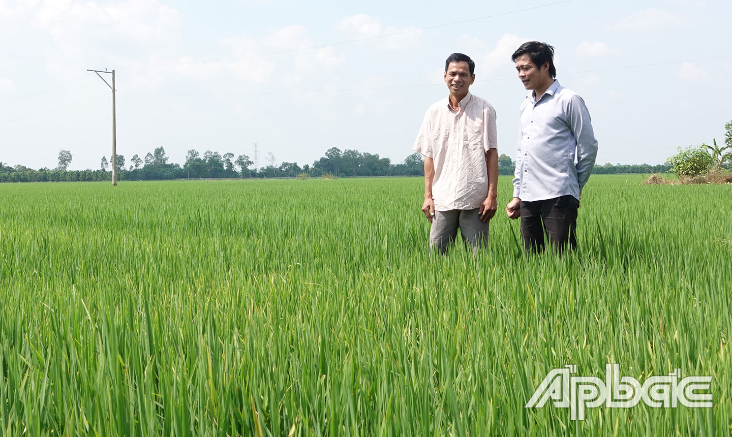 Nông dân huyện Cai Lậy chăm sóc vụ lúa đông xuân trong những ngày Tết Nguyên đán Quý Mão 2023.