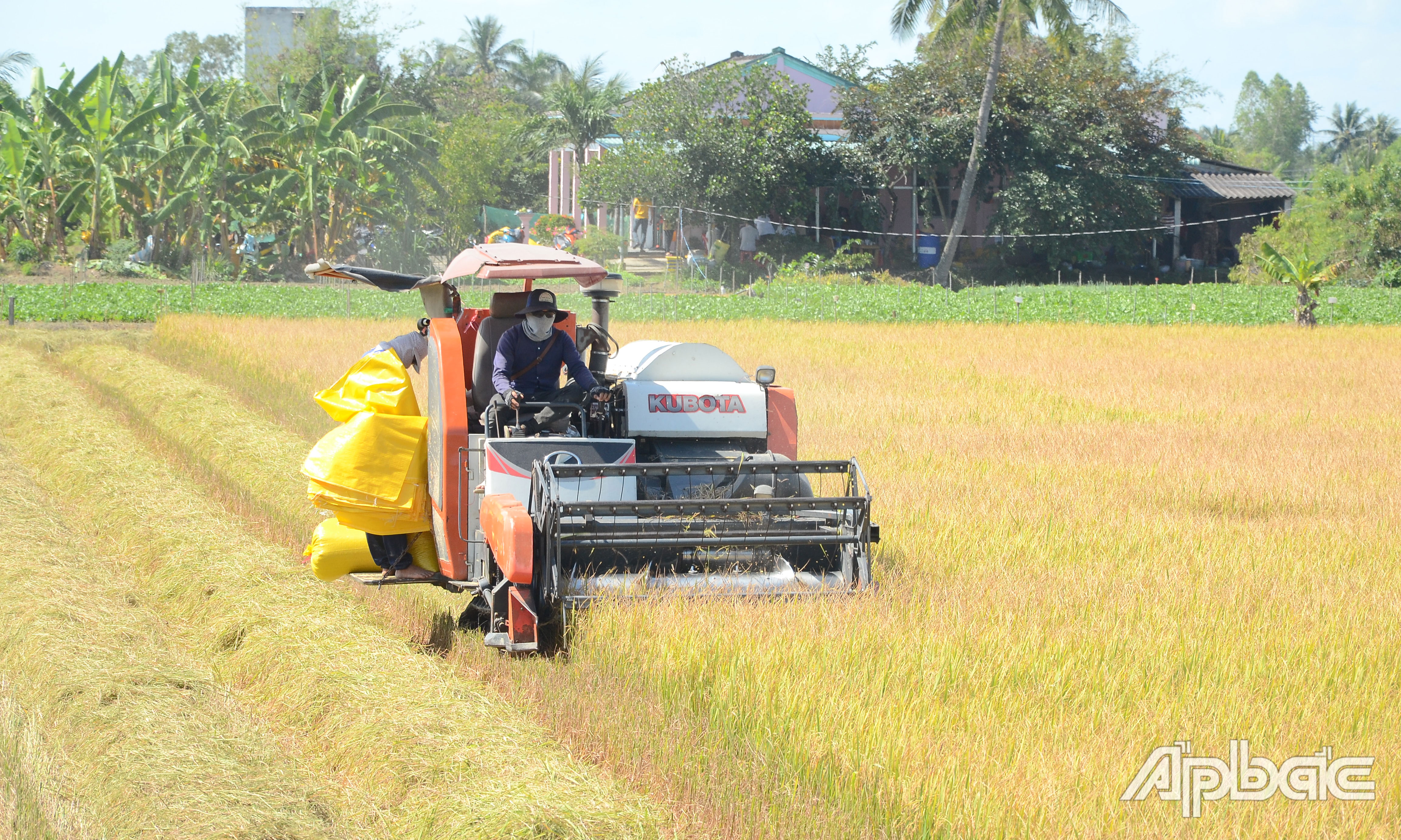 Tiền Giang đăng ký tham gia thực hiện Đề án với 30.000 ha lúa.