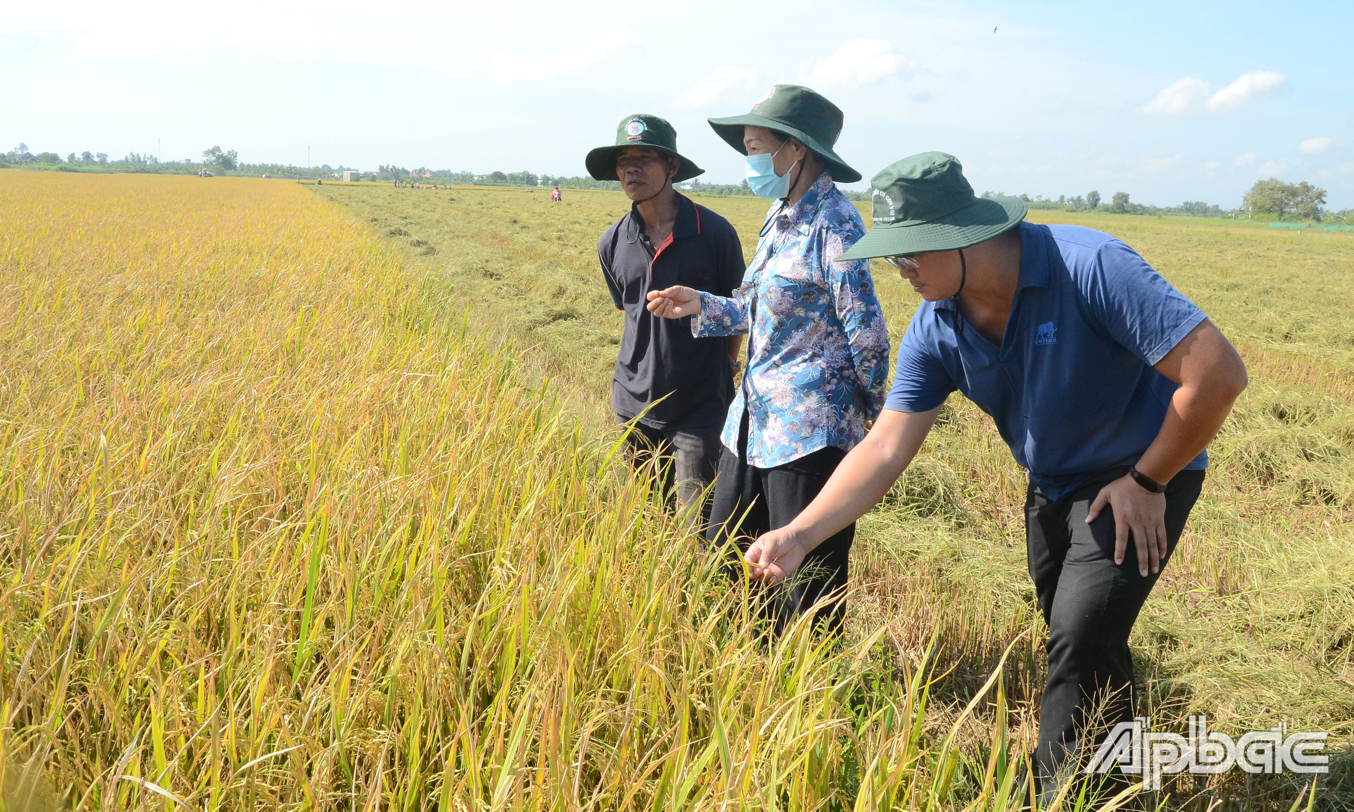 Nông dân lựa chọn sản xuất các giống lúa cao sản ngày càng nhiều.