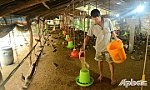 Tiền Giang: Chủ động các biện pháp phòng, chống cúm gia cầm