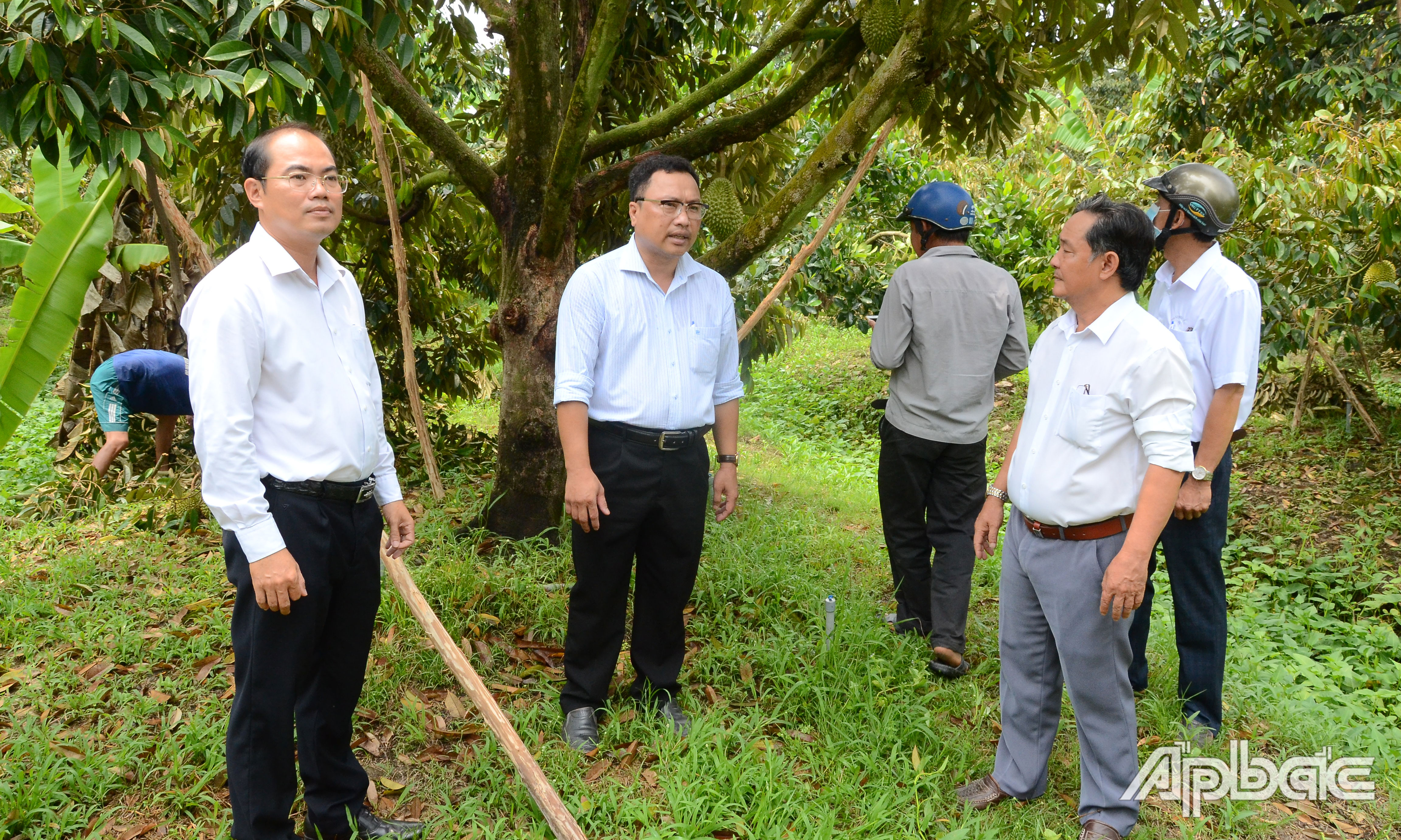 Đồng chí Nguyễn Đức Thịnh đến kiểm tra thực tế tình hình khắc phục sầu riêng bị thiệt hại do mưa giông.