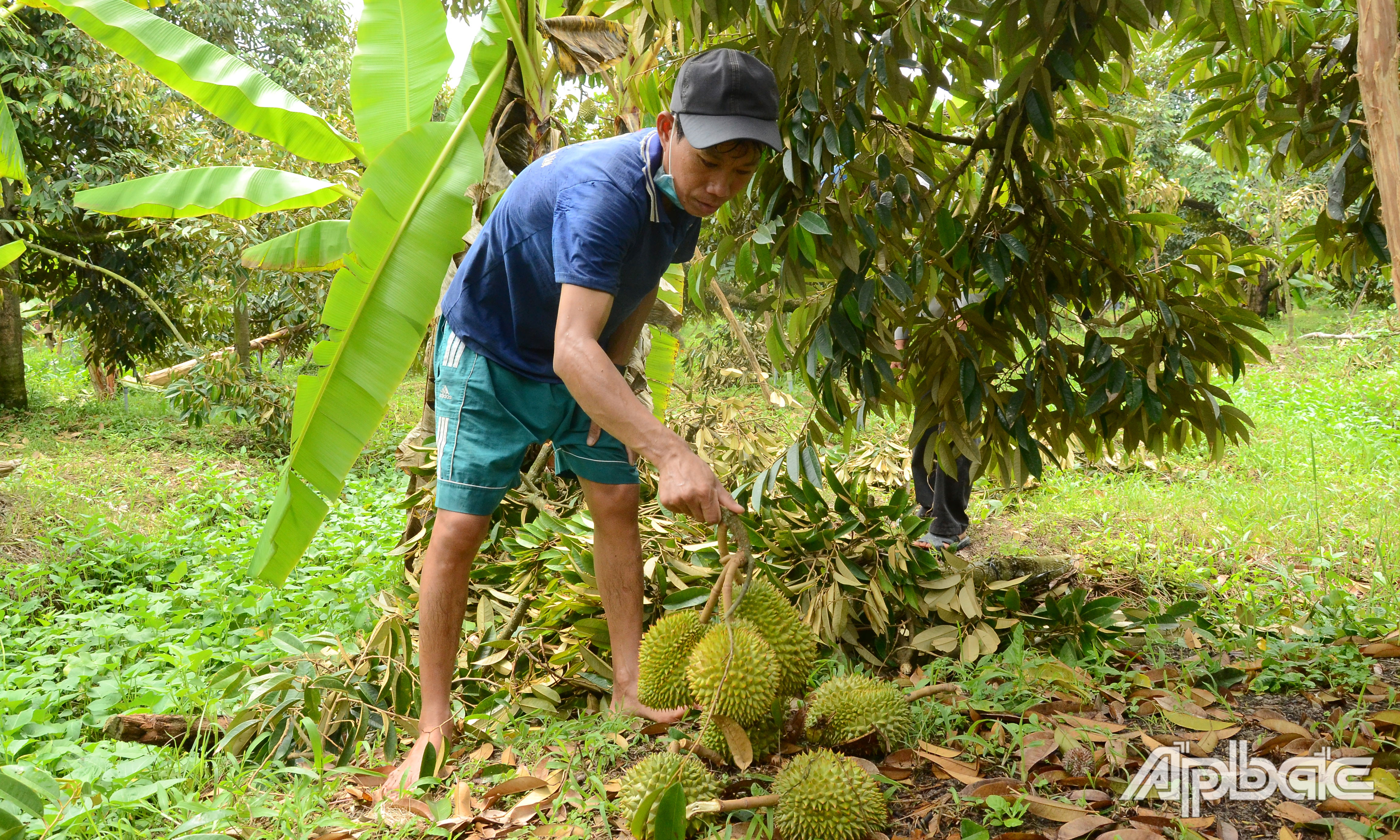 Sầu riêng bị rụng do mưa giông.