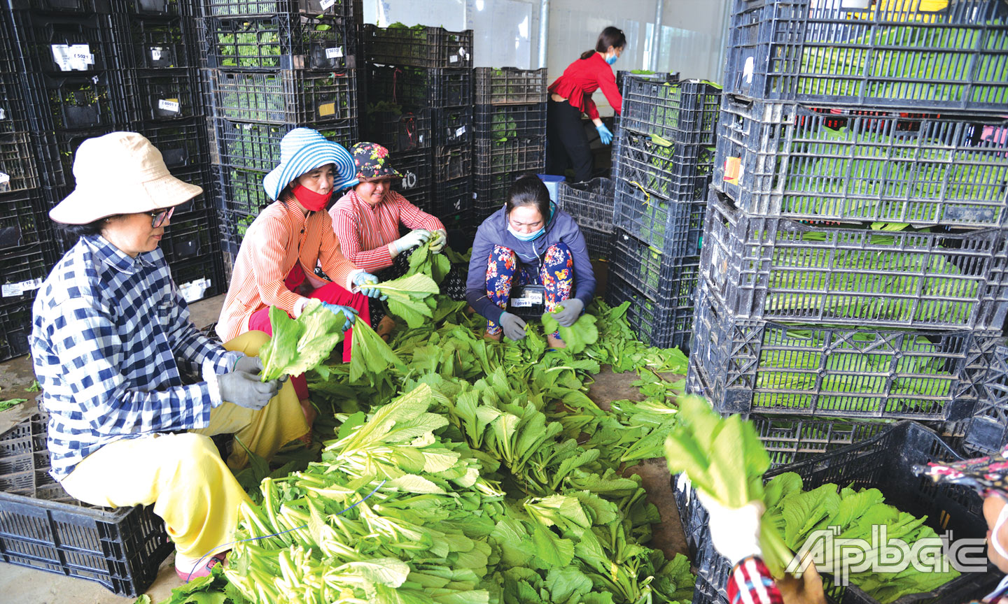 Huyện Gò Công Tây luôn quan tâm hỗ trợ các HTX phát triển, góp phần tăng thu nhập, giải quyết việc làm cho người dân địa phương.