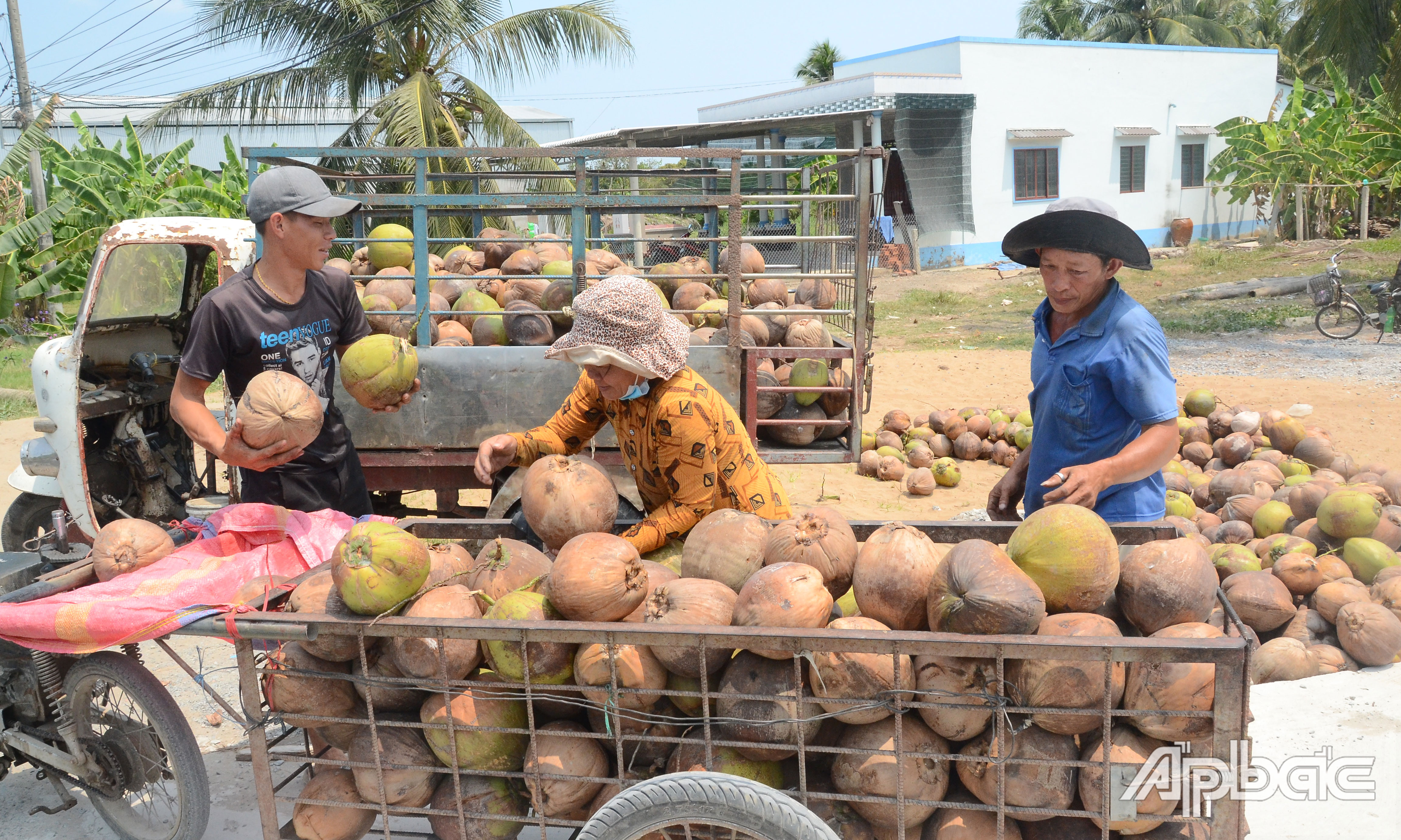 Liên kết sản xuất, tiêu thụ dừa để phát triển bền vững.