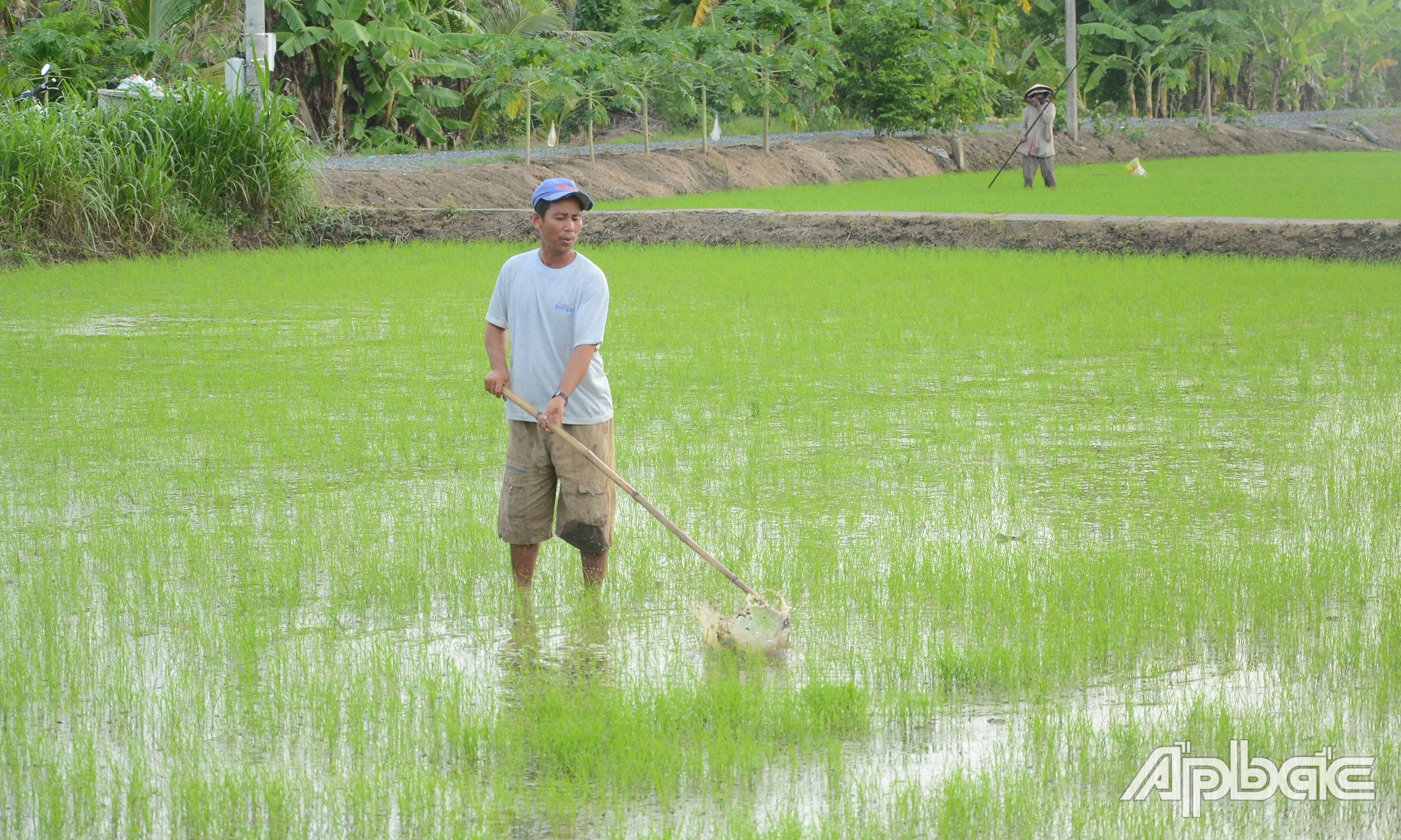 Anh Tâm phấn khởi khi giá phân bón giảm mạnh.