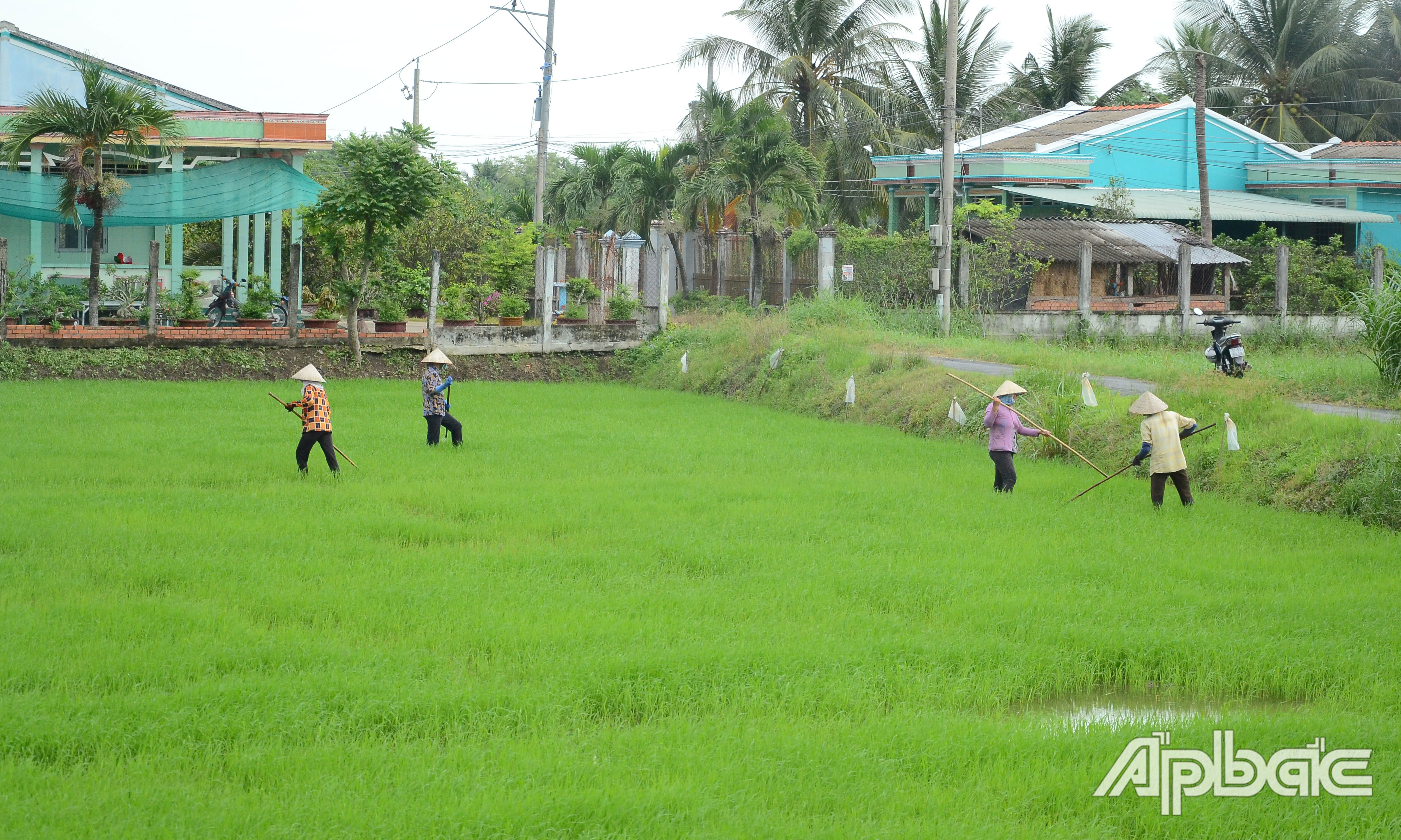 Nông dân huyện Gò Công Tây tỉa dặm lúa hè thu.