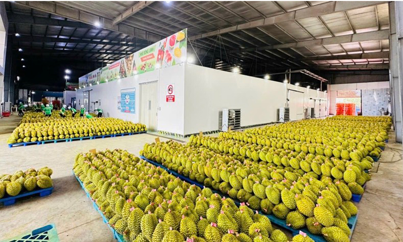 Sầu riêng là một trong những mặt hàng trái cây xuất khẩu sang các nước Asean.