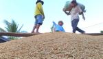 Để nhà sản xuất không đứng ngoài chuỗi cung ứng vùng nông nghiệp
