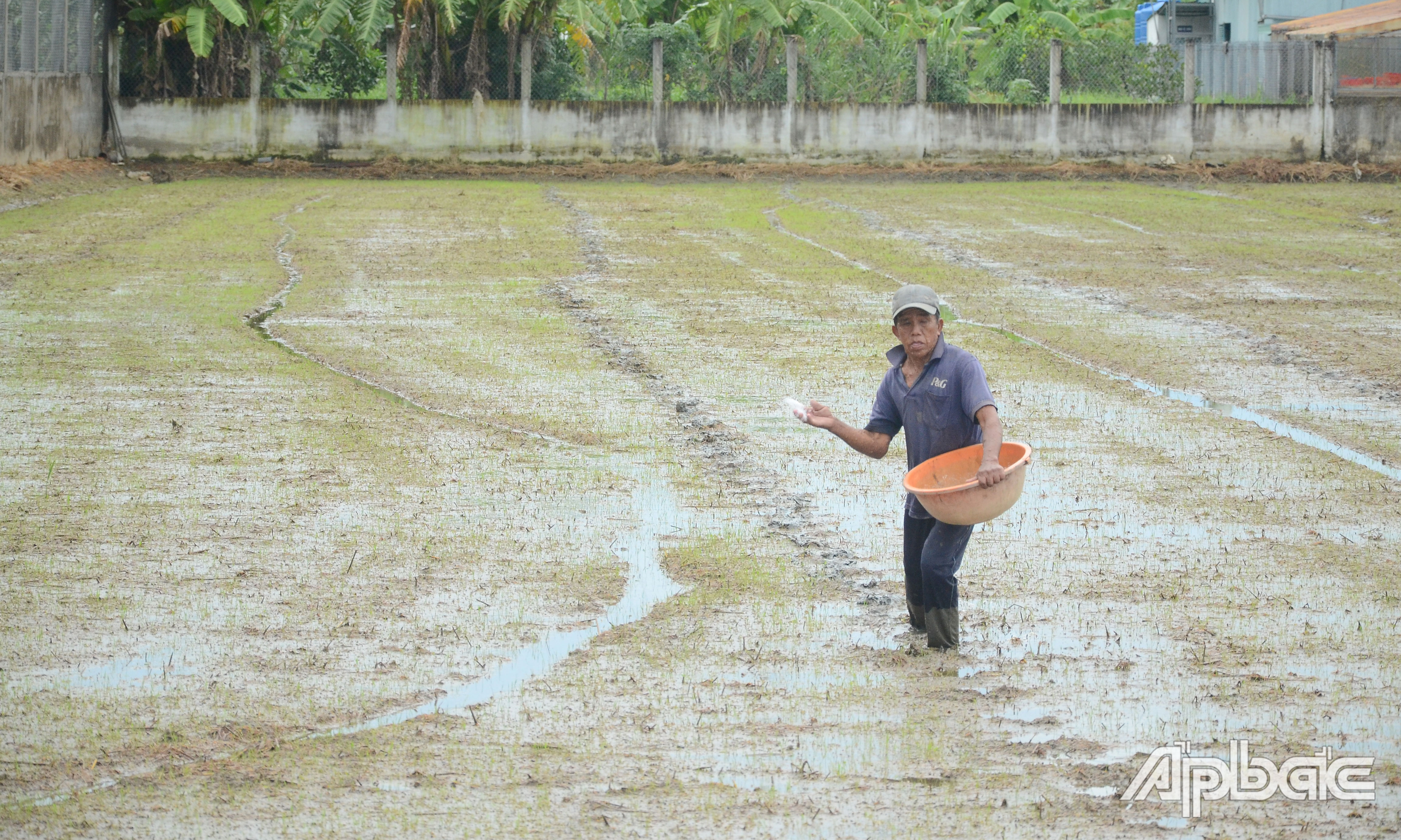 Ông Trần Văn Thanh (xã Long Chánh, TX. Gò Công) bón phân cho ruộng lúa thu đông gieo sạ được 5 ngày.