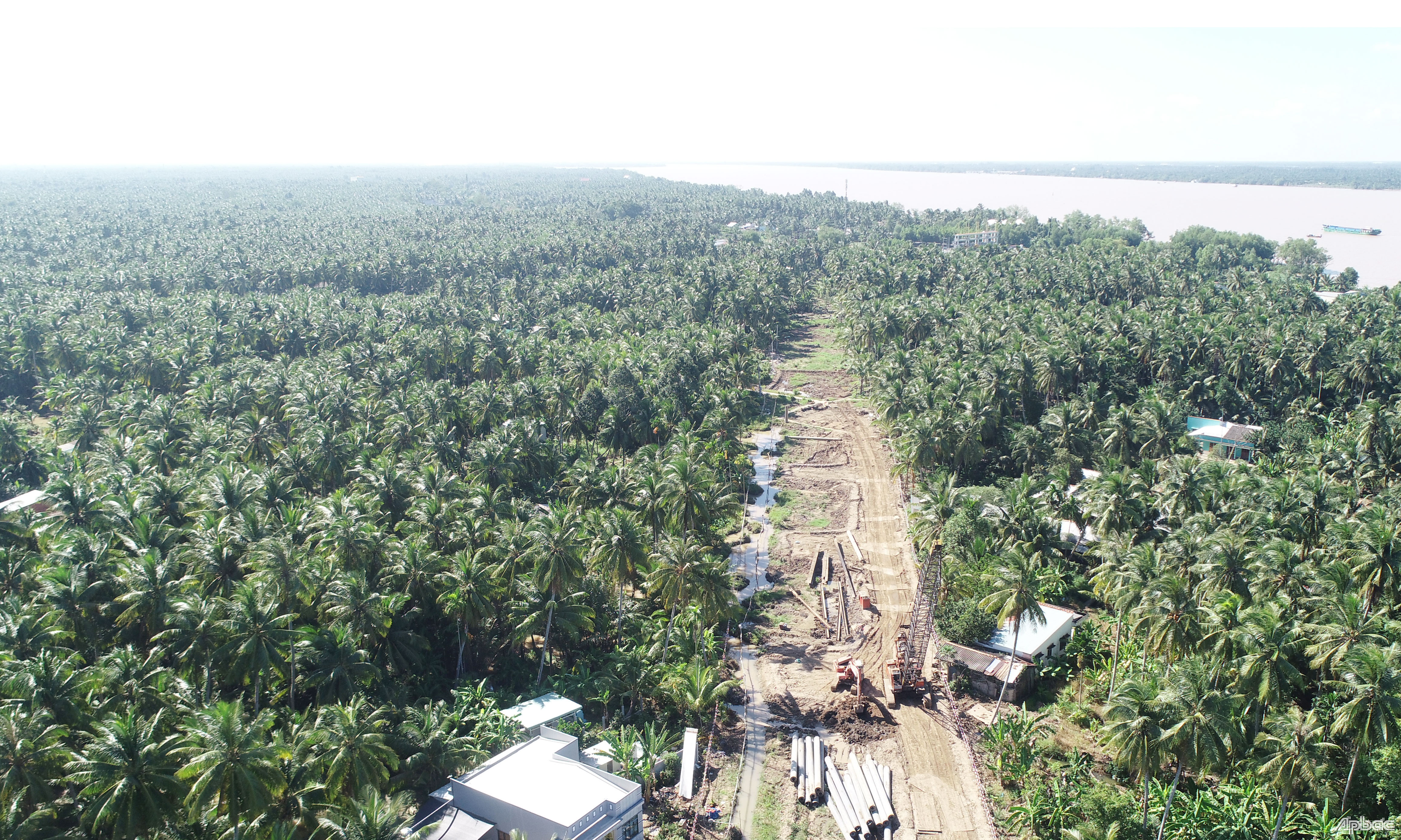 Tổng diện tích dừa của toàn tỉnh là hơn 21.600ha.