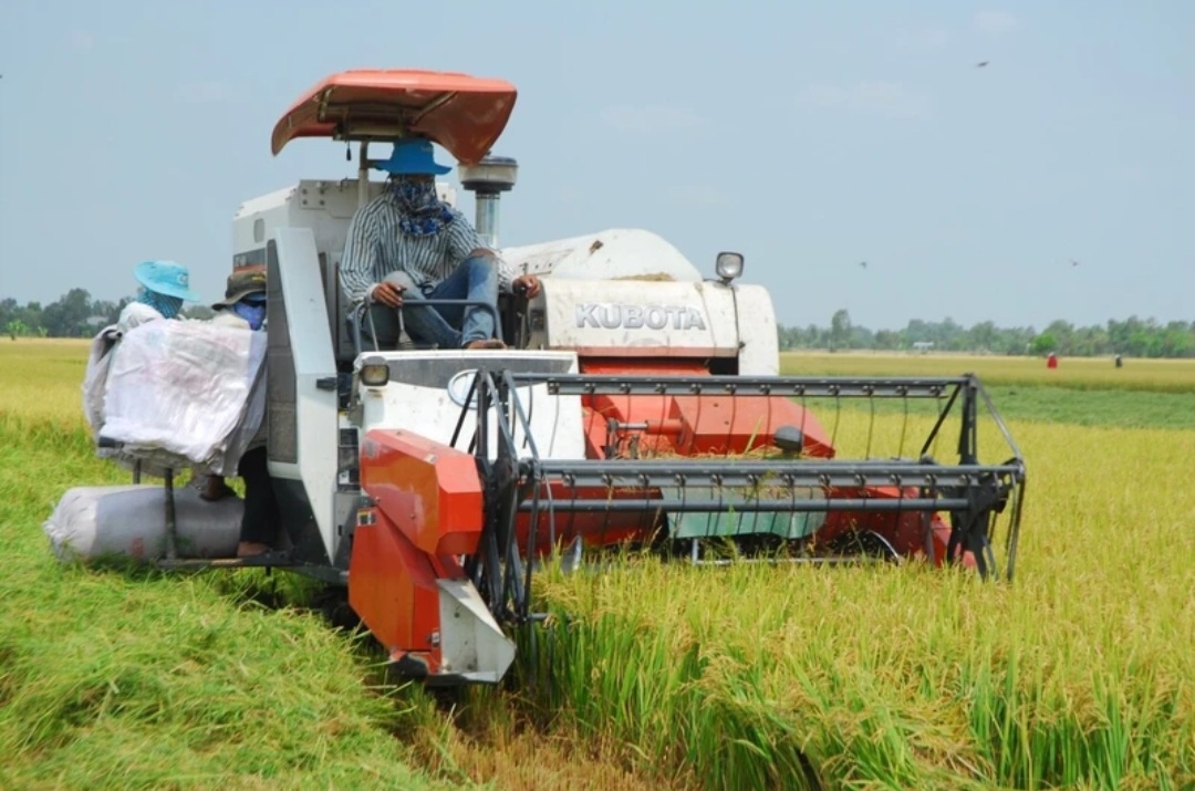 Bà con nông dân xã Hậu Mỹ Trinh, huyện Cái Bè (Tiền Giang) thu hoạch lúa.