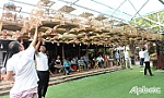 Tiền Giang: Sôi nổi Hội thi Chim chào mào đấu - hót