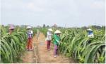 Tăng sức cạnh tranh cho quả thanh long xuất khẩu