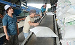 Giá gạo vẫn cao, xuất khẩu gặp khó